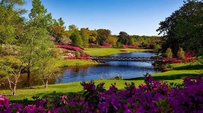 Peyzaj Bitkileri Hangileridir?