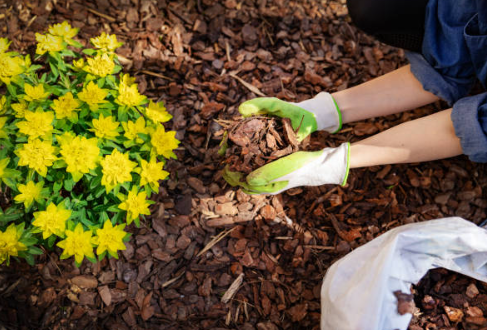 Dekoratif Ağaç Kabukları Ne İşe Yarar?