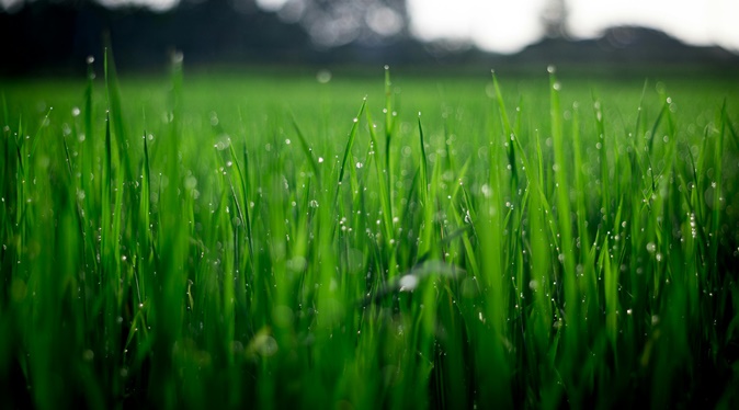 Solmuş Çimenleri Yeşertmenin Yolları Nelerdir?