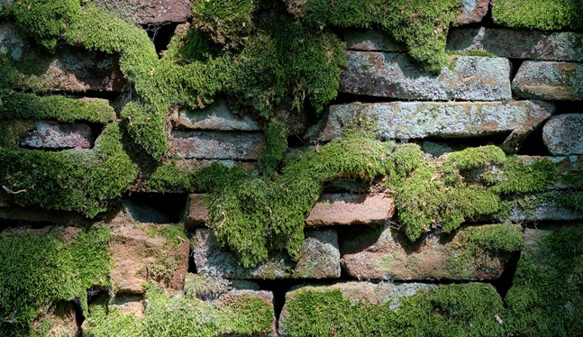 Yosun Duvar Uygulaması Nedir?